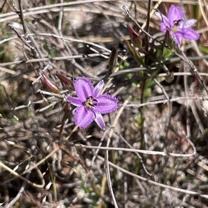 Thysanotus patersonii at Watson, ACT - Today by Lisa.Jok