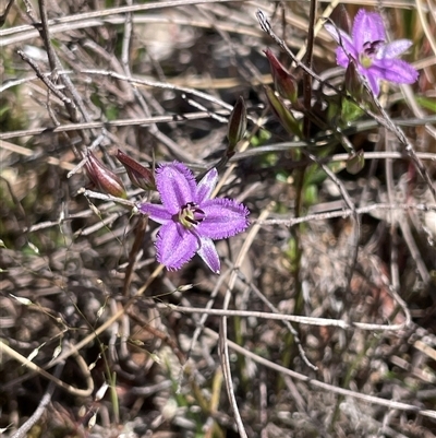 Thysanotus patersonii (Twining Fringe Lily) at Watson, ACT - 19 Oct 2025 by Lisa.Jok