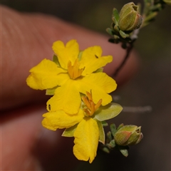 Hibbertia calycina (Lesser Guinea-flower) at Oallen, NSW - 14 Oct 2025 by RobG1