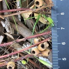Eucalyptus microcarpa at Crowther, NSW - 19 Oct 2025 by Frecko