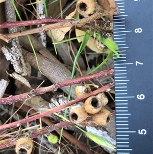 Eucalyptus microcarpa at Crowther, NSW - 19 Oct 2025 by Frecko