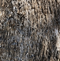 Unverified at suppressed - suppressed