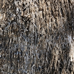 Unverified at suppressed - suppressed