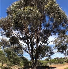 Unverified at suppressed - suppressed