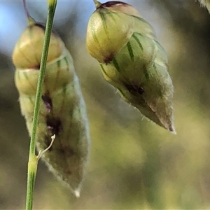 Briza maxima (Quaking Grass, Blowfly Grass) at Crowther, NSW - Yesterday by Frecko