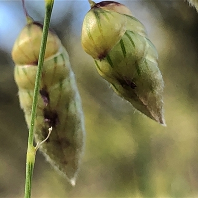 Briza maxima (Quaking Grass, Blowfly Grass) at Crowther, NSW - 19 Oct 2025 by Frecko