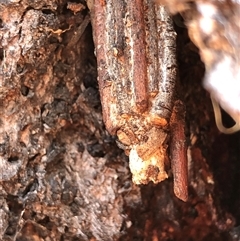 Clania ignobilis (Faggot Case Moth) at Crowther, NSW - 18 Oct 2025 by Frecko