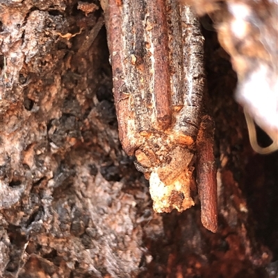 Clania ignobilis (Faggot Case Moth) at Crowther, NSW - 18 Oct 2025 by Frecko