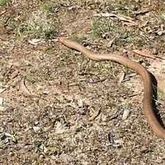 Pseudonaja textilis (Eastern Brown Snake) at Crowther, NSW - 16 Oct 2025 by Frecko