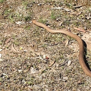 Pseudonaja textilis (Eastern Brown Snake) at Crowther, NSW - 16 Oct 2025 by Frecko