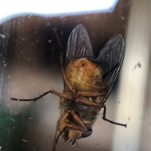 Unverified True fly (Diptera) at Crowther, NSW - Yesterday by Frecko