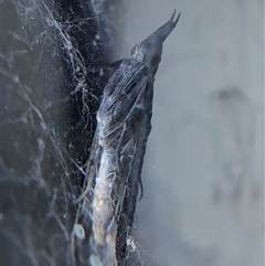 Etiella behrii at Crowther, NSW - 18 Oct 2025 by Frecko