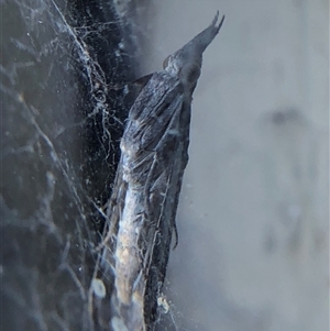 Unverified Moth (Lepidoptera) at Crowther, NSW - Yesterday by Frecko