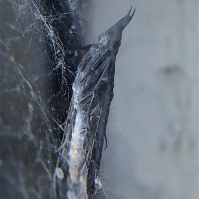 Etiella behrii at Crowther, NSW - 18 Oct 2025 by Frecko