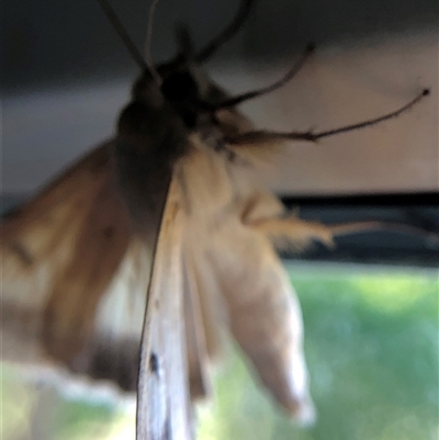 Helicoverpa punctigera (Native Budworm) at Crowther, NSW - 18 Oct 2025 by Frecko