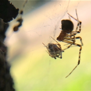 Unverified Spider at Crowther, NSW - 18 Oct 2025 by Frecko