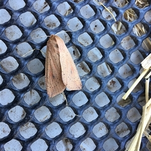 Mythimna (Pseudaletia) convecta at Crowther, NSW - 16 Oct 2025 by Frecko