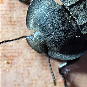 Unverified Darkling beetle (Tenebrionidae) at Crowther, NSW - 16 Oct 2025 by Frecko