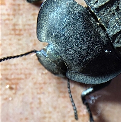 Saragus costatus (A darkling beetle) at Crowther, NSW - 16 Oct 2025 by Frecko