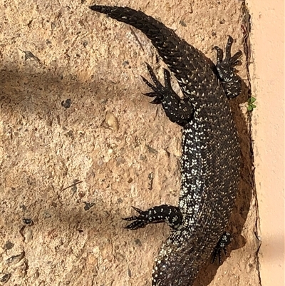 Egernia cunninghami (Cunningham's Skink) at Crowther, NSW - 18 Oct 2025 by Frecko