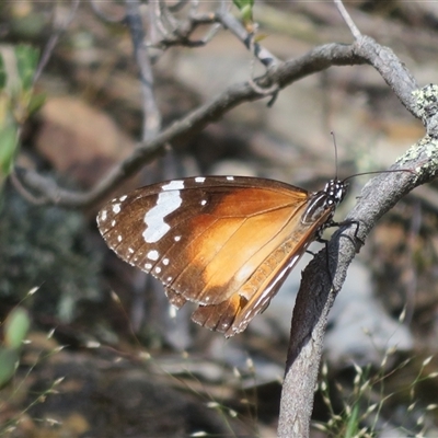 Danaus petilia (Lesser wanderer) at Hall, ACT - 19 Oct 2025 by Christine
