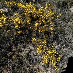 Acacia brownii (Heath Wattle) by Paul4K