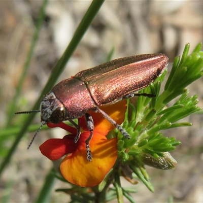 Melobasis propinqua (Propinqua jewel beetle) at Hall, ACT - 19 Oct 2025 by Christine