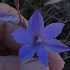 Thelymitra ixioides (Dotted Sun Orchid) by Paul4K
