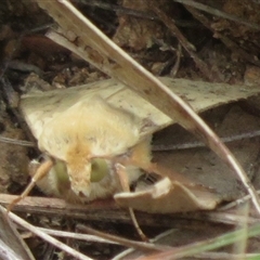 Helicoverpa (genus) (A bollworm) at Hall, ACT - 19 Oct 2025 by Christine