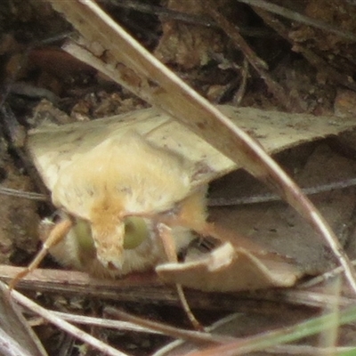 Helicoverpa (genus) (A bollworm) at Hall, ACT - 19 Oct 2025 by Christine