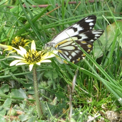 Belenois java (Caper White) at Hall, ACT - 19 Oct 2025 by Christine