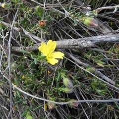 Hibbertia calycina (Lesser Guinea-flower) at Borough, NSW - 14 Oct 2025 by Paul4K