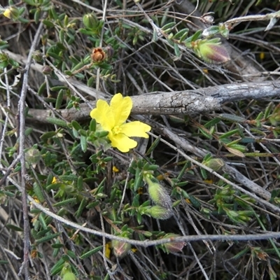 Hibbertia calycina (Lesser Guinea-flower) at Borough, NSW - 14 Oct 2025 by Paul4K