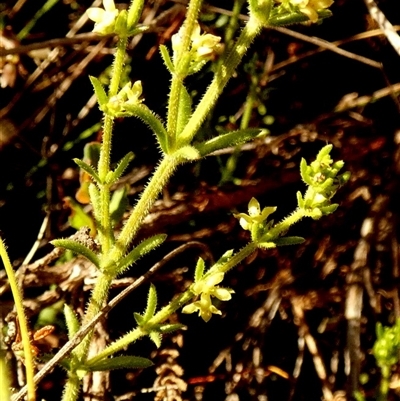 Galium gaudichaudii subsp. gaudichaudii (Rough Bedstraw) at Borough, NSW - 14 Oct 2025 by Paul4K