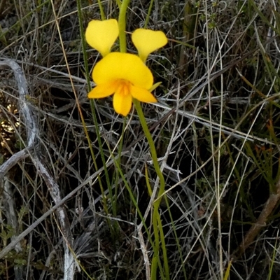 Diuris aequalis (Buttercup Doubletail) at  - suppressed by Paul4K