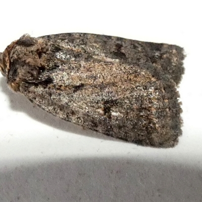 Thoracolopha verecunda (A Noctuid moth (Acronictinae)) at  - suppressed by Paul4K