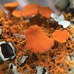 Unverified Lichen at Crowther, NSW - 9 Sep 2025 by Frecko