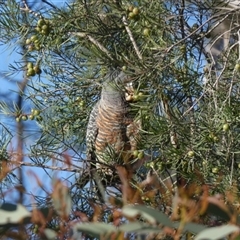 Callocephalon fimbriatum (Gang-gang Cockatoo) at Borough, NSW - 16 Oct 2025 by Paul4K