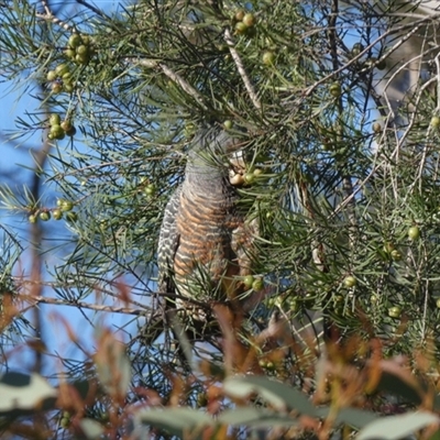 Callocephalon fimbriatum (Gang-gang Cockatoo) at Borough, NSW - 16 Oct 2025 by Paul4K