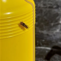 Syrphini (tribe) (Unidentified syrphine hover fly) at Denman Prospect, ACT - 19 Oct 2025 by VanceLawrence