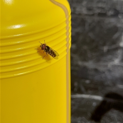 Syrphini (tribe) (Unidentified syrphine hover fly) at Denman Prospect, ACT - 19 Oct 2025 by VanceLawrence