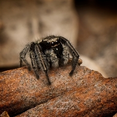 Euophryinae (subfamily) by Debbie05