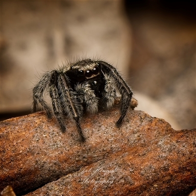 Euophryinae (subfamily) at  - suppressed by Debbie05