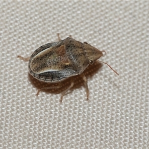 Unverified Shield, Stink or Jewel Bug (Pentatomoidea) at Blinman, SA - 24 Sep 2025 by AlisonMilton