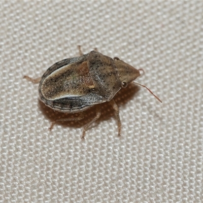 Macrocarenoides scutellatus (A shield bug) at Blinman, SA - 24 Sep 2025 by AlisonMilton