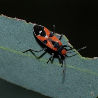 Melanerythrus mactans (A seed bug) at Flinders Ranges, SA - 25 Sep 2025 by AlisonMilton