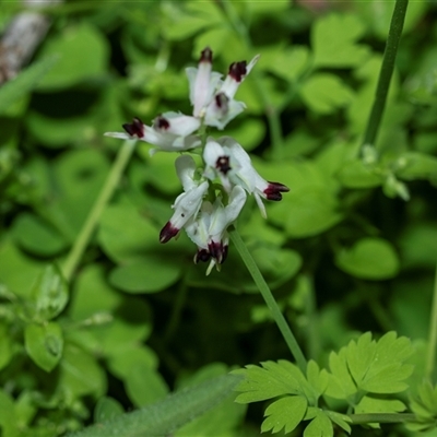 Fumaria sp. at Flinders Ranges, SA - 25 Sep 2025 by AlisonMilton