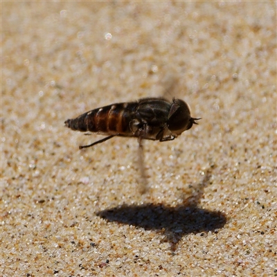 Tabanidae (family) (Unidentified march or horse fly) at Tathra, NSW - 14 Oct 2025 by regeraghty