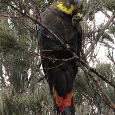 Calyptorhynchus lathami lathami (Glossy Black-Cockatoo) at Marulan, NSW - 5 Sep 2021 by GITM1