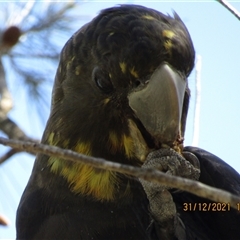 Calyptorhynchus lathami lathami (Glossy Black-Cockatoo) at Marulan, NSW - 31 Dec 2021 by GITM1